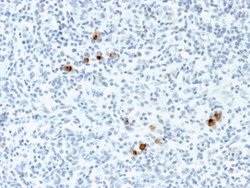 Epstein Barr Virus Antibody (CS4) - Azide and BSA Free, Novus Biologicals